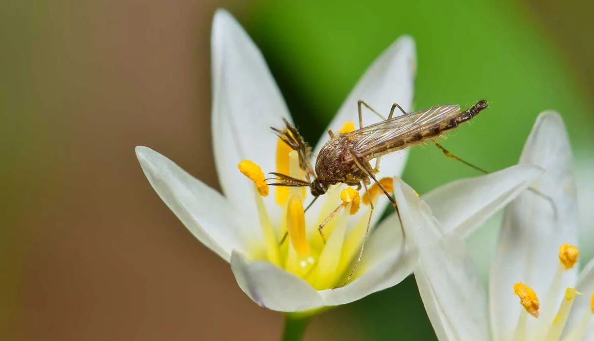 bug on flower